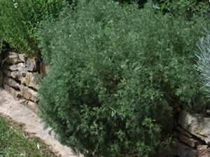 Vivers Càrex - Artemisia alba